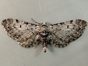 Eupithecia miserulata