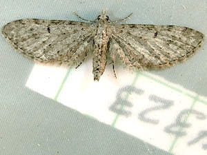 Eupithecia misturata