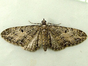 Eupithecia luteata