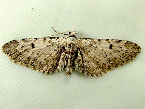 Eupithecia perfusca