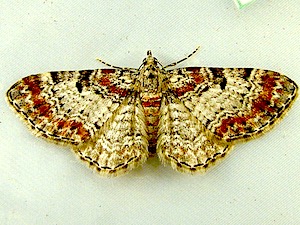Eupithecia johnstoni