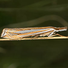 Crambus sargentellus