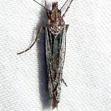 Ypsolopha barberella