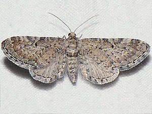 Eupithecia nimbicolor