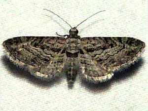 Eupithecia opinata