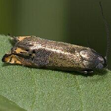Hystrichophora loricana