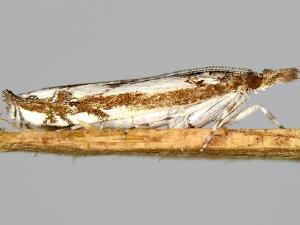 Prionapteryx n. sp.