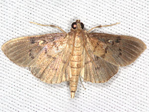 Microthyris lelex