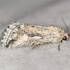 Leucocnemis variabilis