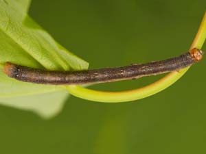 Iridopsis ephyraria