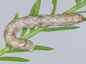 Iridopsis pergracilis