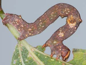 Iridopsis defectaria