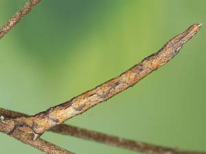 Euchlaena amoenaria