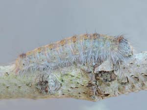 Acronicta lobeliae