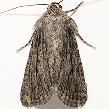 Sympistis lacticollis