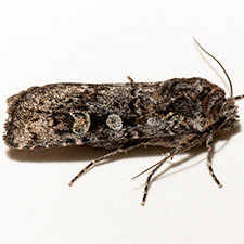 Euxoa cryptica