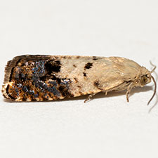 Cydia pseudotsugae