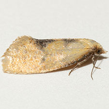 Platphalonidia aenigmana