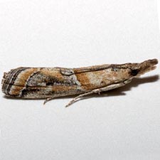 Lipographis fenestrella