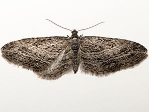Eupithecia hohokamae