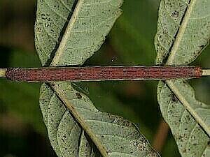 Iridopsis humaria
