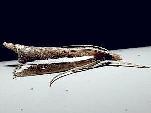 Carectocultus perstrialis