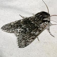 Acronicta dolli