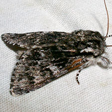 Acronicta dolli