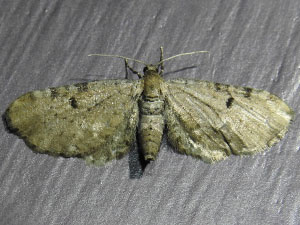 Eupithecia indistincta