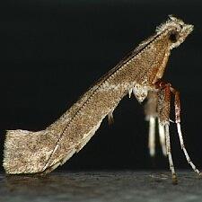 Povolnya quercinigrella