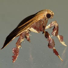 Parachma ochracealis