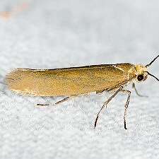 Tischeriidae sp.
