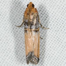 Dasypyga alternosquamella