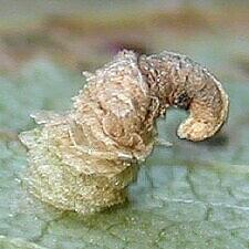 Coleophora persimplexella