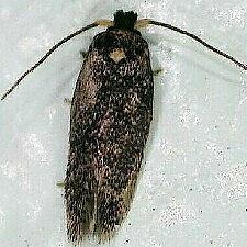 Nepticulidae sp.
