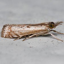 Microcrambus discludellus