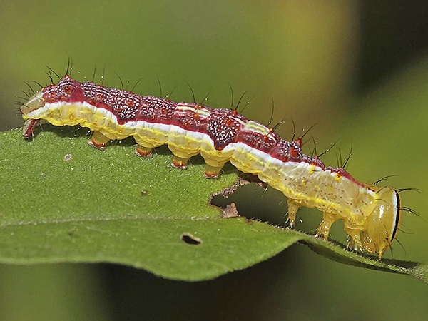 Double-lined Prominent Caterpillar