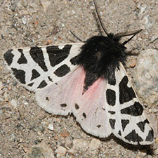 Apantesis nevadensis