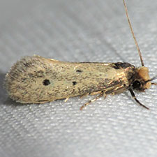 Eccritothrix guenterella