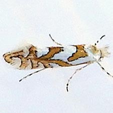 Phyllonorycter insignis