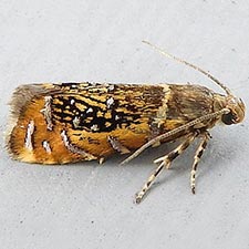 Glyphipterix quadragintapunctata