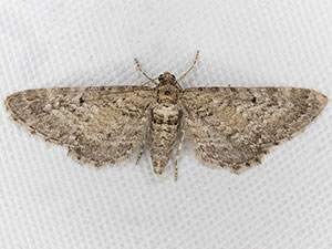 Eupithecia nimbicolor