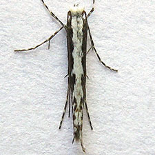 Micrurapteryx occulta