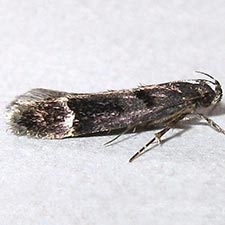 Pseudochelaria manzanitae