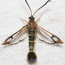 Synanthedon nielseni