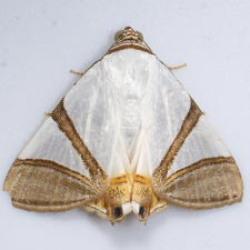 Eulepidotis persimilis