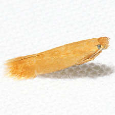 Coptotriche citrinipennella