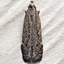 Monochroa robusta