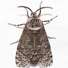 Prionoxystus macmurtrei