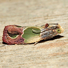Eumarozia malachitana
